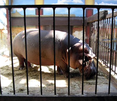 A hippotamus in the National Zoo in Washington DC.