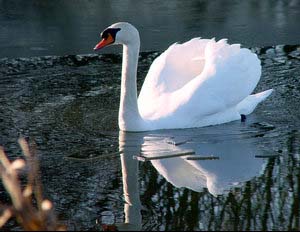 A mute swan. Brought to the Chesapeake in the fifties, the mute swan has become a pest.