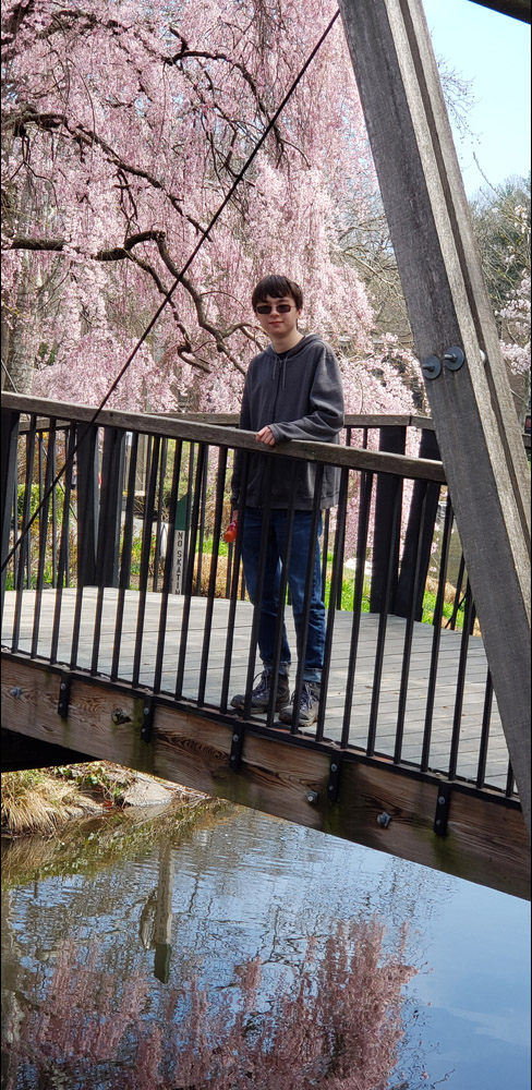 Cherry Blossom Bridge