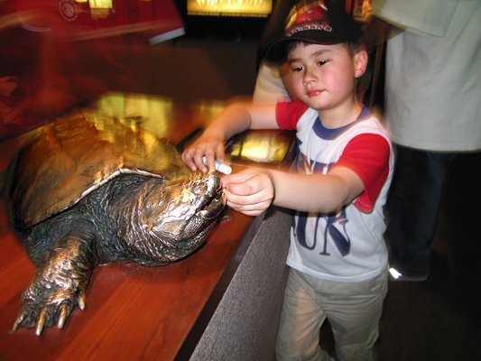 Feeding A Turtle