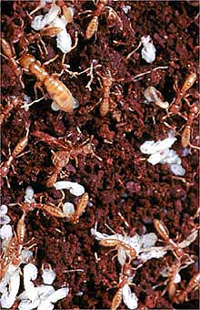 Dracula ants